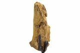 Fossil Hadrosaur Vertebra Section w/ Metal Stand - South Dakota #335483-2